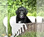 Puppy Dakota Bernedoodle