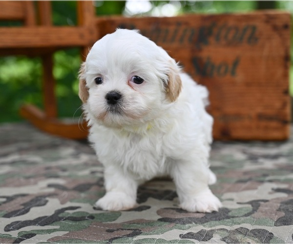 Medium Photo #3 Shih Tzu Puppy For Sale in MILLERSBURG, OH, USA