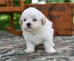 Small #2 Shih Tzu