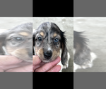 Small #3 Dachshund