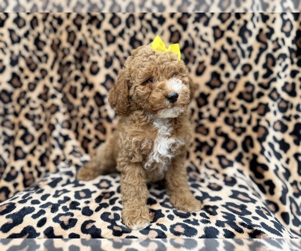 Medium Photo #7 Cock-A-Poo Puppy For Sale in LAKELAND, FL, USA