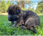 Small Photo #27 German Shepherd Dog Puppy For Sale in MARIPOSA, CA, USA
