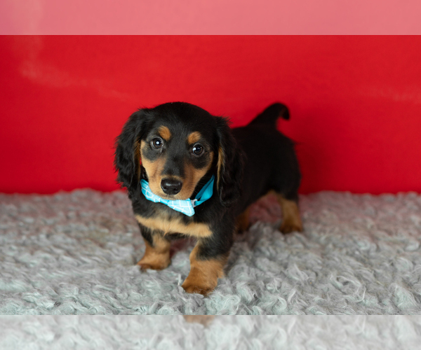 Medium Photo #6 Dachshund Puppy For Sale in NAPPANEE, IN, USA