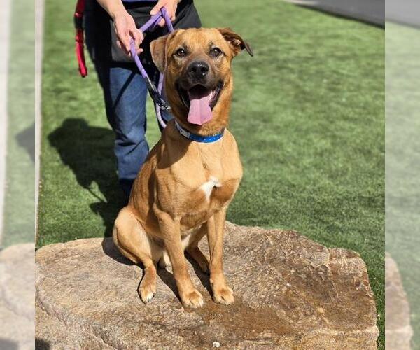 Medium Photo #1 Black Mouth Cur-Unknown Mix Puppy For Sale in Las Vegas, NV, USA