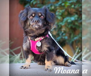 Cavalier King Charles Spaniel-Dachshund Mix Dogs for adoption in Chino Hills, CA, USA