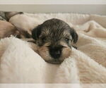 Puppy Atlas Schnauzer (Miniature)