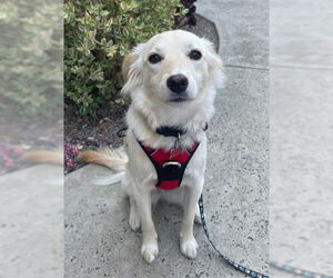 Australian Shepherd-Unknown Mix Dogs for adoption in San Diego, CA, USA