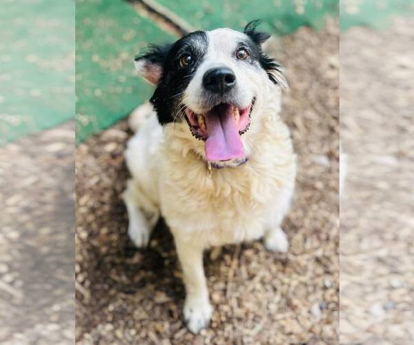 Medium Photo #1 Mutt Puppy For Sale in Clarkesville, GA, USA