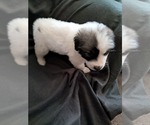 Small Photo #12 Great Pyrenees Puppy For Sale in BANCROFT, WI, USA
