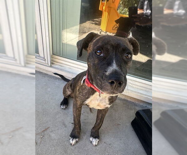 Medium Photo #1 Mutt Puppy For Sale in San Bernardino, CA, USA