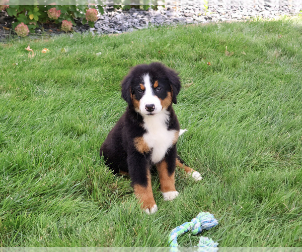 Medium Photo #1 Bernese Mountain Dog Puppy For Sale in SYRACUSE, IN, USA