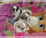 Small Photo #7 Havanese Puppy For Sale in SPENCERVILLE, IN, USA