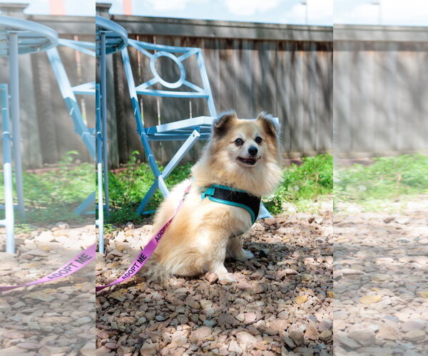 Medium Photo #2 Pomeranian Puppy For Sale in St. Louis Park, MN, USA