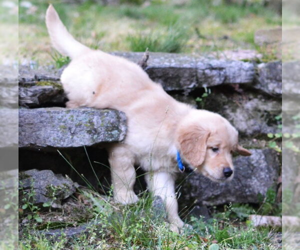 Medium Photo #2 Golden Retriever Puppy For Sale in Enfield, CT, USA