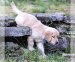 Small #1 Golden Retriever