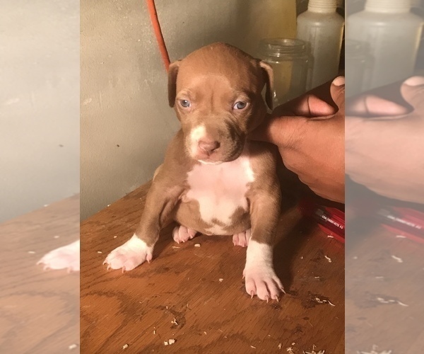 Medium Photo #14 American Bully Puppy For Sale in CO SPGS, CO, USA