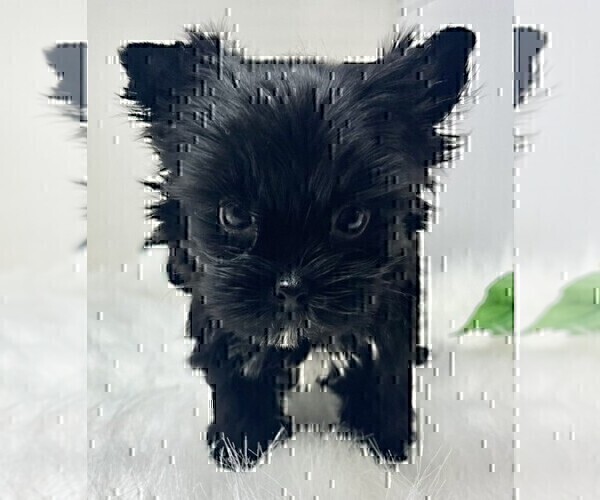 Medium Photo #17 Yorkshire Terrier Puppy For Sale in BEVERLY HILLS, CA, USA