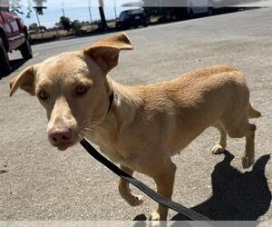 Mutt Dogs for adoption in San Martin, CA, USA