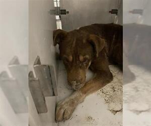 American Pit Bull Terrier Dogs for adoption in Houston, TX, USA