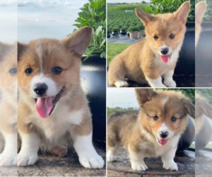 Pembroke Welsh Corgi Litter for sale in HOYLETON, IL, USA