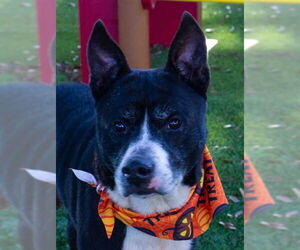 Mutt Dogs for adoption in Sanford, FL, USA