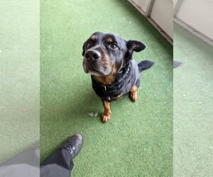 Rottweiler-Unknown Mix Dogs for adoption in Sanford, FL, USA