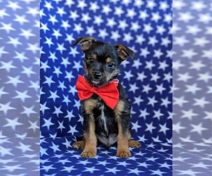 Chorkie-Unknown Mix Puppy for sale in LEOLA, PA, USA