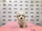 Small Maltese-Poodle (Toy) Mix