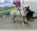 A554803 - Male Pug-Unknown Mix Dog for Adoption - Small photo