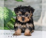 Small Yorkshire Terrier