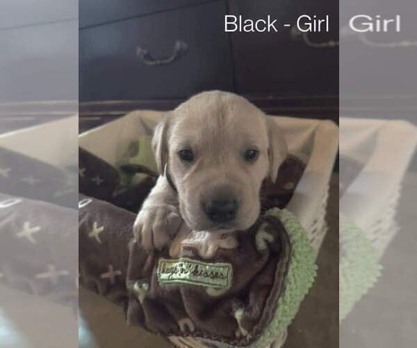 Medium Photo #3 Labrador Retriever Puppy For Sale in COLORADO SPRINGS, CO, USA