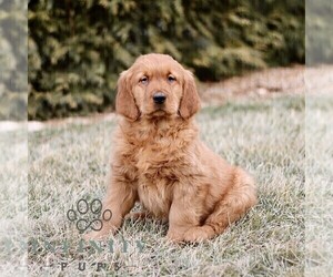 Golden Retriever Puppy for sale in GORDONVILLE, PA, USA