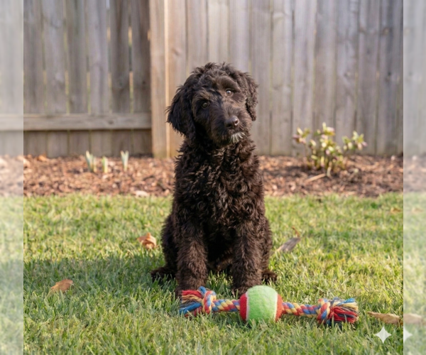 Medium Photo #2 Poodle (Miniature)-Wheaten Terrier Mix Puppy For Sale in Grovertown, IN, USA