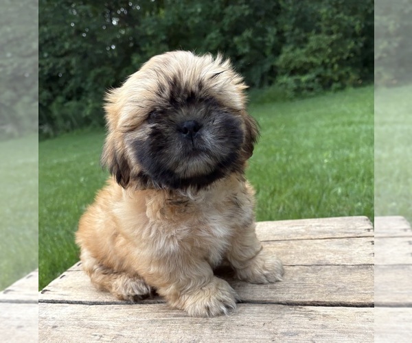 Medium Photo #1 Shih Tzu Puppy For Sale in MIDDLEBURY, IN, USA
