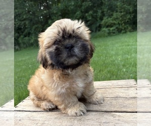 Shih Tzu Puppy for sale in MIDDLEBURY, IN, USA