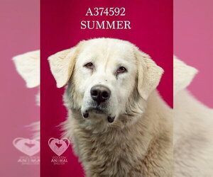 Great Pyrenees Dogs for adoption in Stockton, CA, USA