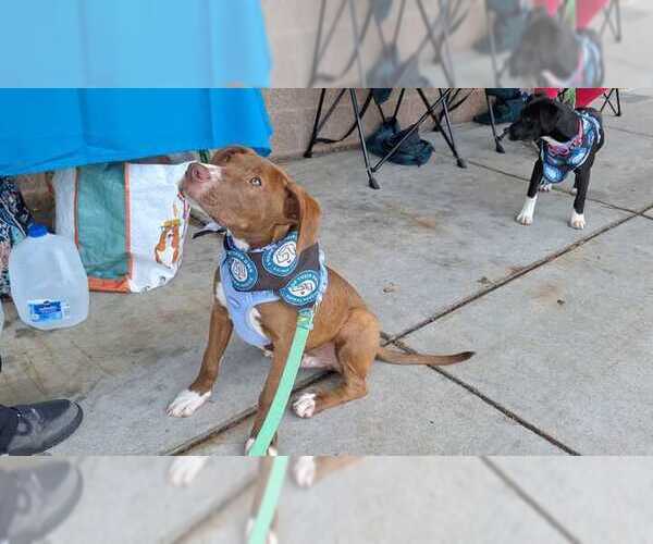 Medium Photo #7 Lab-Pointer Puppy For Sale in Bethesda, MD, USA