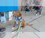Small #6 Lab-Pointer
