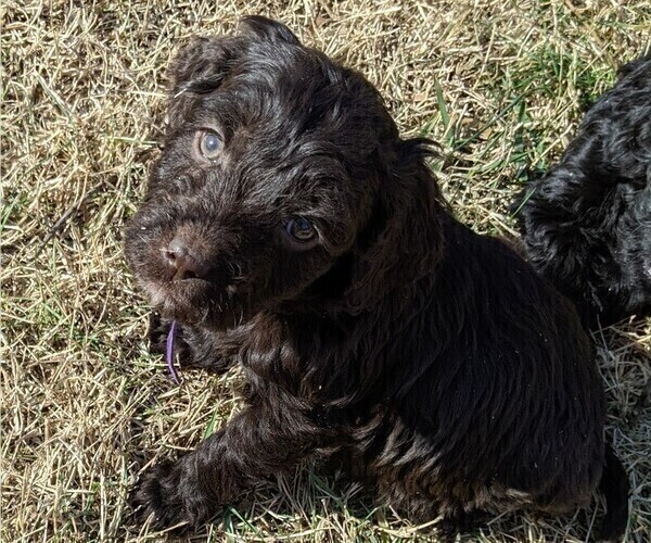 Medium Photo #4 Boykin Spaniel-Goldendoodle Mix Puppy For Sale in MORGANTON, NC, USA