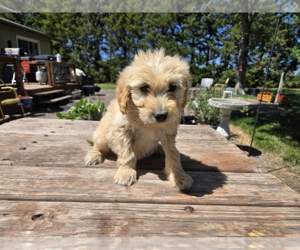 Medium Photo #2 Goldendoodle Puppy For Sale in LEON, KS, USA