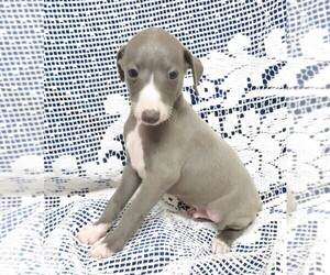 Italian Greyhound Puppy for Sale in NORWOOD, Missouri USA