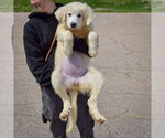 Small #3 Great Pyrenees