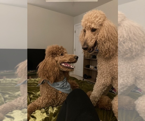 Medium Photo #6 Poodle (Standard) Puppy For Sale in KELLER, TX, USA