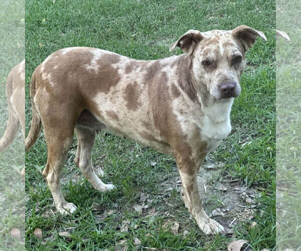 Medium Photo #3 Catahoula Leopard Dog-Unknown Mix Puppy For Sale in Yardley, PA, USA