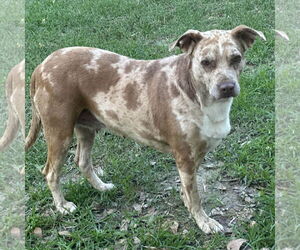 BERNADETTE   low fee - Female Catahoula Leopard Dog-Unknown Mix Dog for Adoption - Photo #3