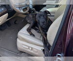 Small #6 American Pit Bull Terrier-American Staffordshire Terrier Mix