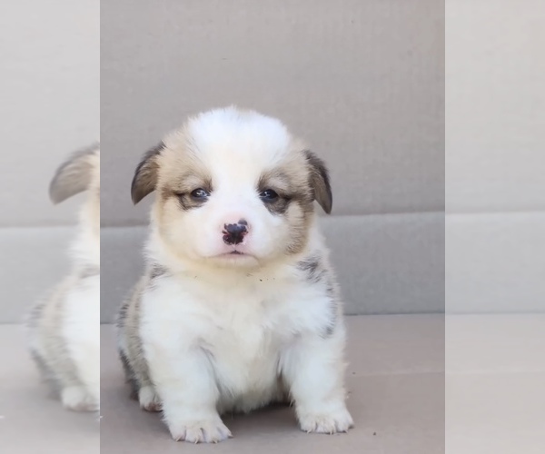 Medium Photo #1 Pembroke Welsh Corgi Puppy For Sale in EASTVALE, CA, USA