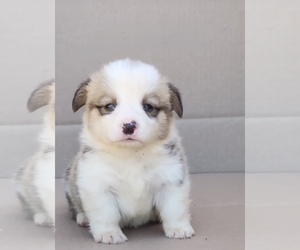 Pembroke Welsh Corgi Puppy for sale in EASTVALE, CA, USA