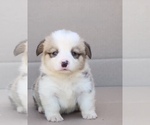 Small Pembroke Welsh Corgi