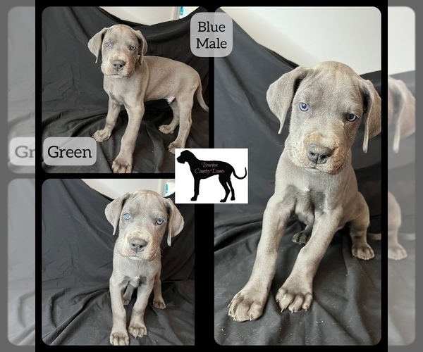 Medium Photo #7 Great Dane Puppy For Sale in LAWRENCEBURG, KY, USA